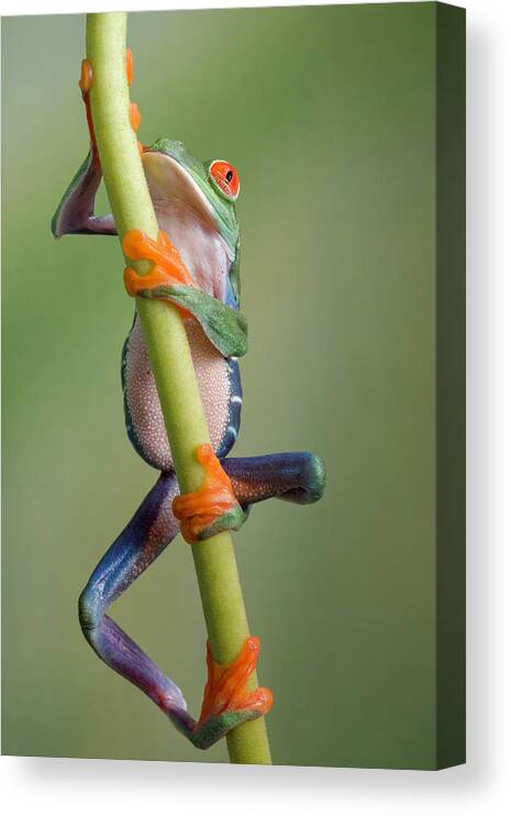 Frog Canvas Print featuring the photograph Ascending by Cheryl Schneider
