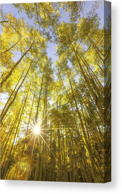 Aspens Canvas Print featuring the photograph Aspen Day Dreams by Darren White