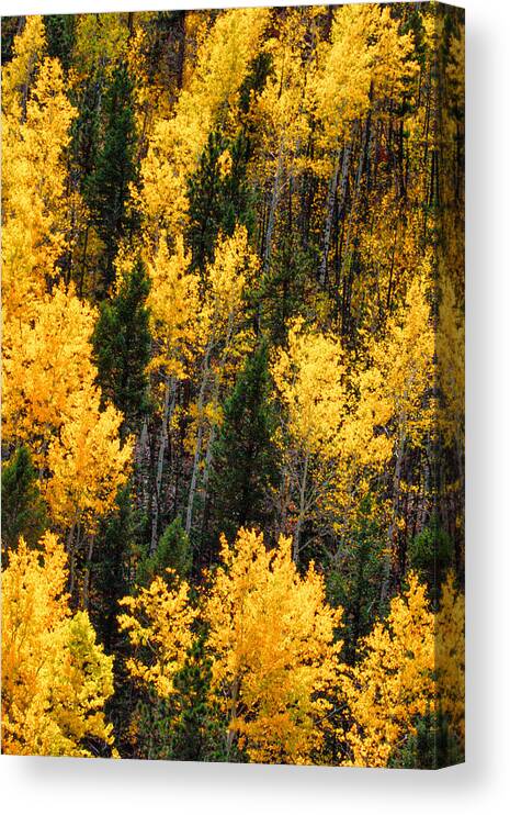 Aspen Grove Canvas Print featuring the photograph Aspen Grove by Juli Ellen