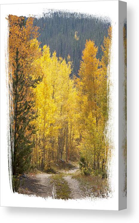 Aspen Canvas Print featuring the photograph Aspen Road by Judy Deist