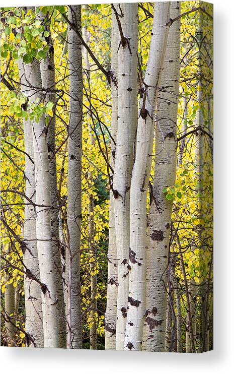 Aspen Canvas Print featuring the photograph Aspen Trees in Autumn Color Portrait View by James BO Insogna