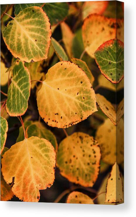 Aspen Leaves Canvas Print featuring the photograph Aspen Turning by Juli Ellen