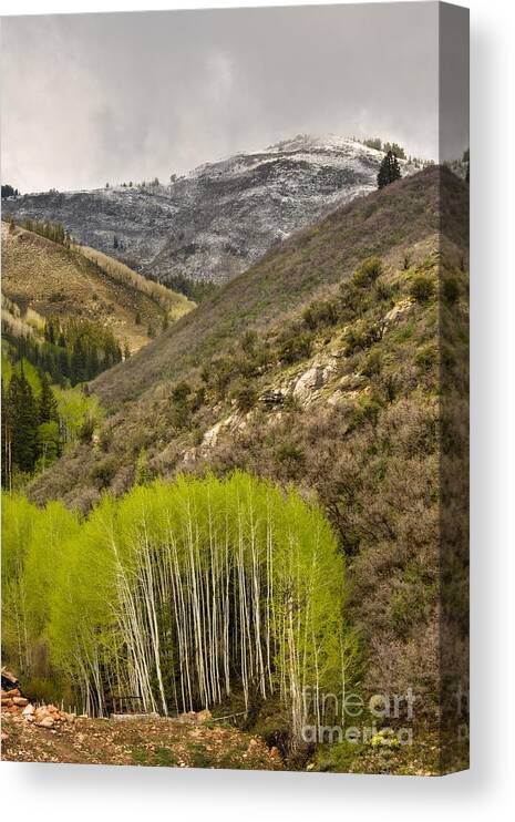 Rocky Mountains Canvas Print featuring the photograph Aspens in Early Summer Storm by Matt Tilghman