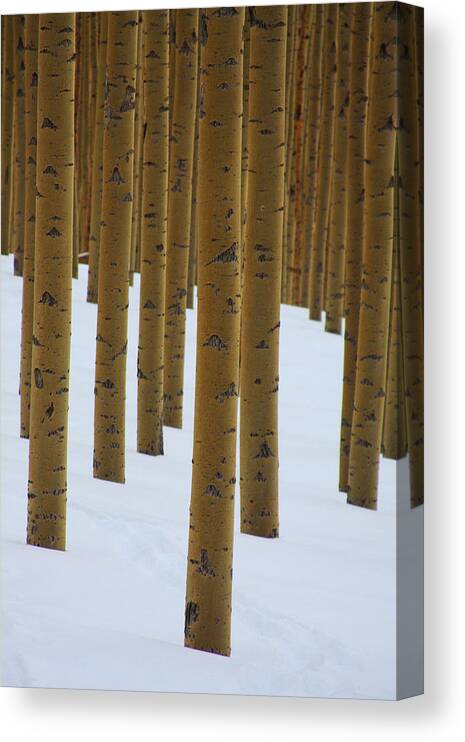 Aspens Canvas Print featuring the photograph Aspens in winter by James Knight