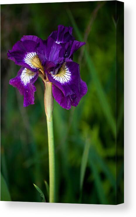 Iris Canvas Print featuring the photograph Attention by Penny Lisowski