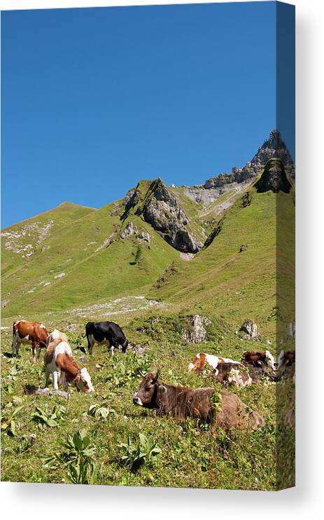 Grass Canvas Print featuring the photograph Austria, Cows Grazing On Meadow In by Westend61