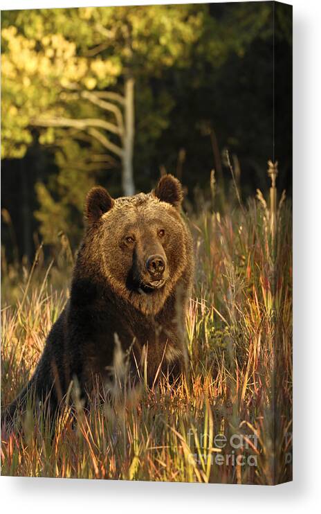 Grizzly Bear Canvas Print featuring the photograph Autumn Days by Wildlife Fine Art