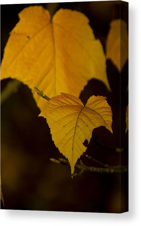 Autumn Canvas Print featuring the photograph Autumn Gold by Aaron Bedell