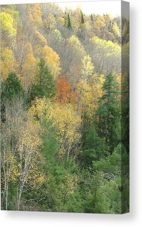 Fall Canvas Print featuring the photograph Autumn in Maine by Dody Rogers