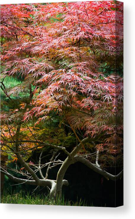 Autumn Canvas Print featuring the photograph Autumn Is Here by Parker Cunningham