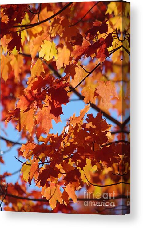 Maple Canvas Print featuring the photograph Autumn Red by Tannis Baldwin