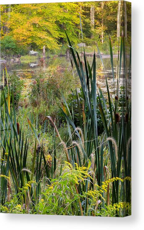 Swamp Canvas Print featuring the photograph Autumn Swamp by Bill Wakeley