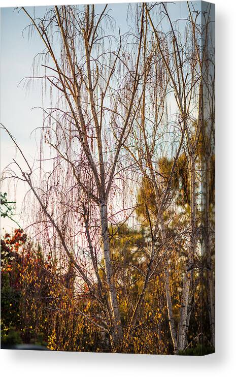 Tree Canvas Print featuring the photograph Autumn Wilt by Mike Lee