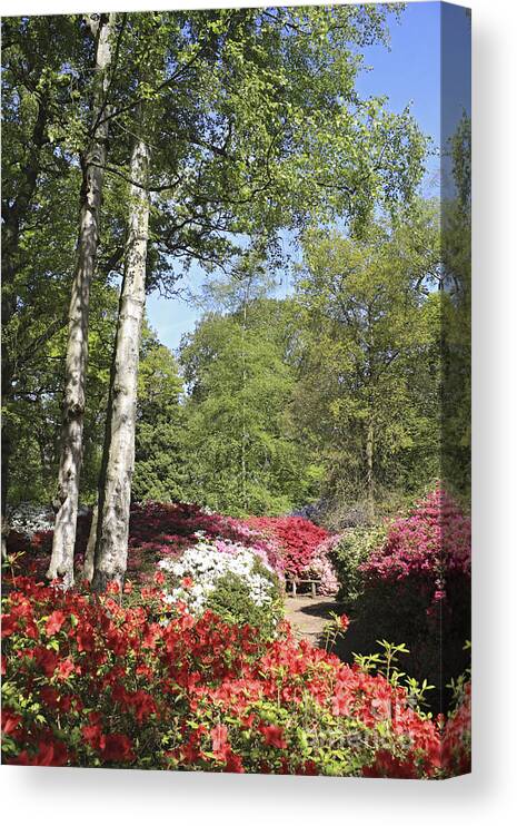 Azalea Flowers Parkland Countryside British English Richmond Park Surrey London Pink Flower Flowers Summer Spring Trees Canvas Print featuring the photograph Azalea Flowers by Julia Gavin