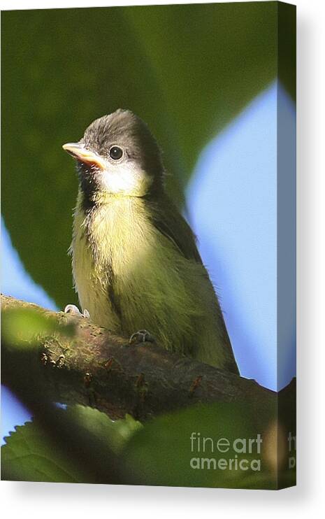 Bird Canvas Print featuring the photograph Baby Coal Tit by Terri Waters
