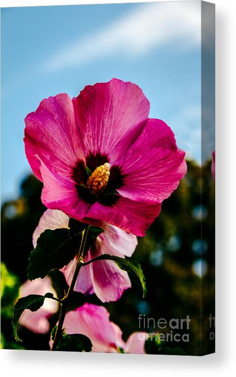 Alcea Rosea Canvas Print featuring the photograph Baby Pink Hollyhock by Robert Bales