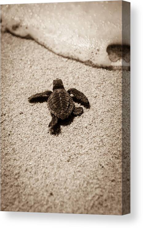 Baby Loggerhead Canvas Print featuring the photograph Baby Sea Turtle by Sebastian Musial