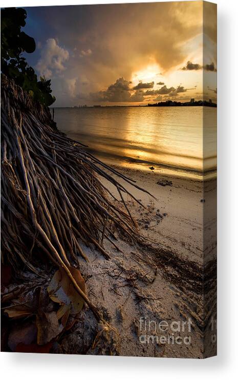 Florida Canvas Print featuring the photograph Back to your Roots by Matt Tilghman