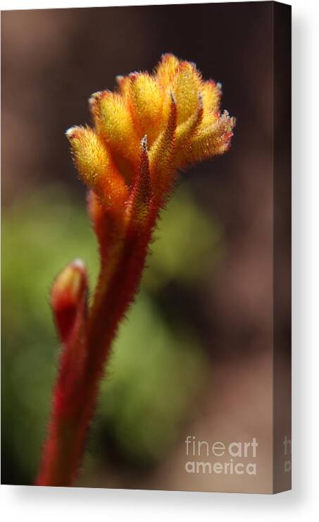 Kangaroo Paw Flower Canvas Print featuring the photograph Backlit Kangaroo Paw Flower by Anna Lisa Yoder