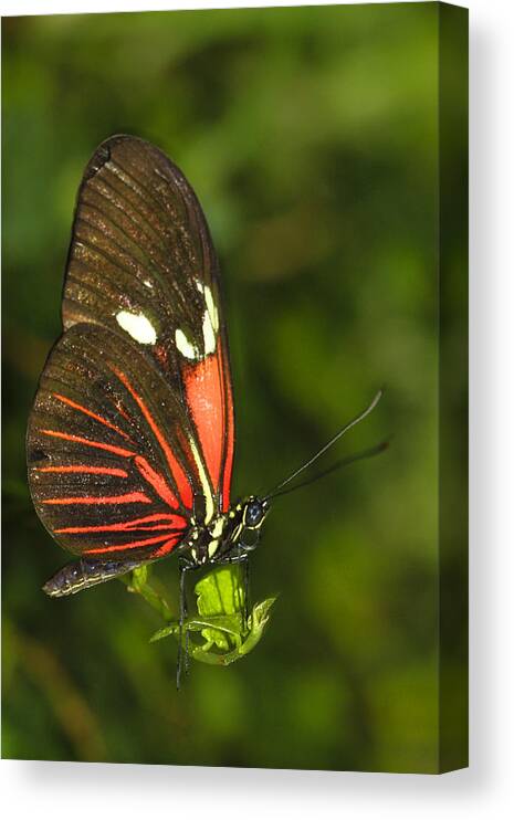 Butterfly Canvas Print featuring the photograph Balancing Butterfly by Sonya Lang