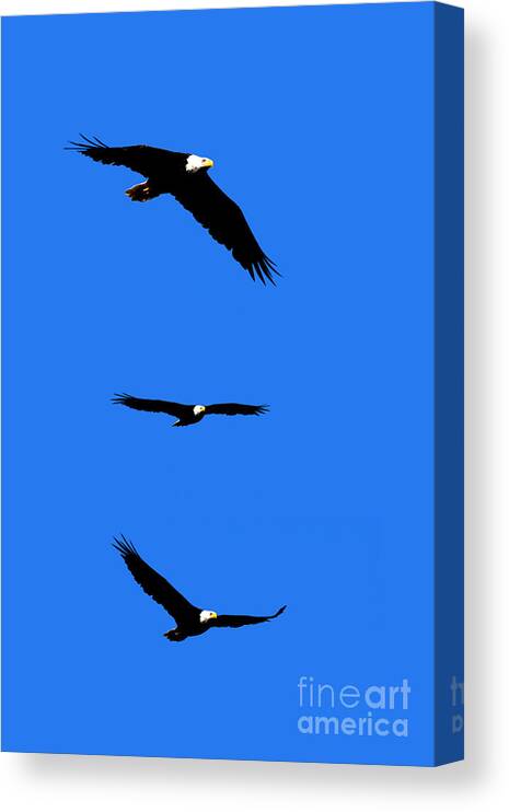 Eagle Canvas Print featuring the photograph Bald Eagle Triptych by Thomas Marchessault