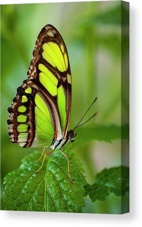 Insect Canvas Print featuring the photograph Bamboo Page Butterfly Philaethria Dido by Ed Reschke