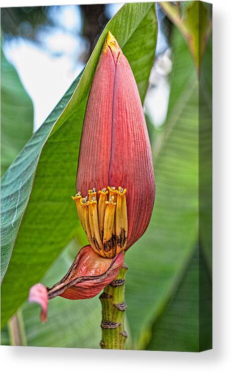 Hawaii Canvas Print featuring the photograph Banana Tree Flower by Dan McManus