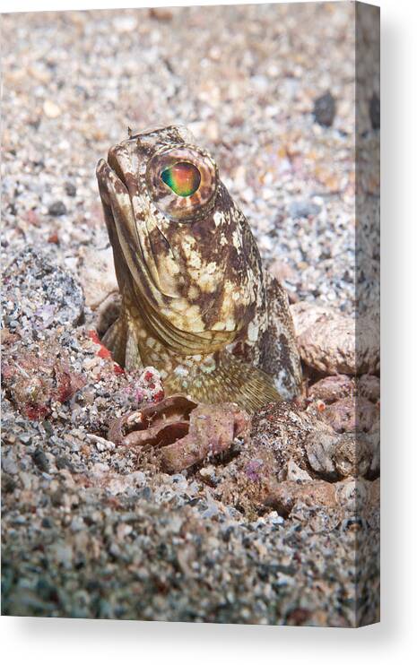 Banded Jawfish Canvas Print featuring the photograph Banded Jawfish by Andrew J. Martinez