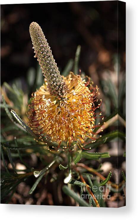 Banksia Flower Canvas Print featuring the photograph Banksia Flower - Candle Flower by Joy Watson