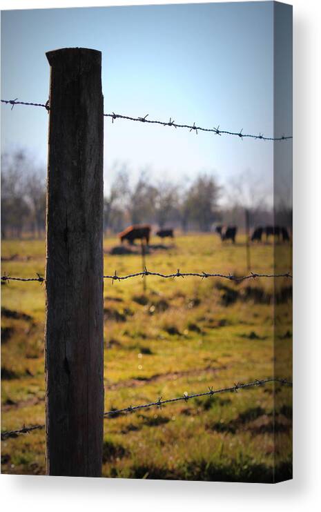 Barbed Wire Fence Canvas Print featuring the photograph Barbed Wire Fence by Beth Vincent