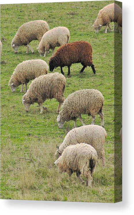 Sheep Canvas Print featuring the photograph Barnyard Integration by Karl Anderson
