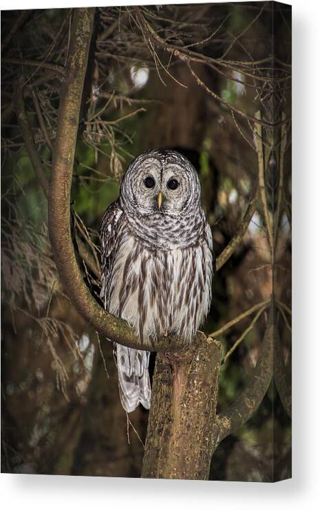 Northern Canvas Print featuring the photograph Barred Owl by David Gleeson