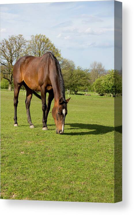 Horse Canvas Print featuring the photograph Bay Horse Grazing by Groomee