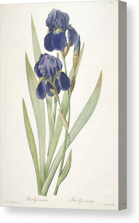 Pierre Joseph Redoute Canvas Print featuring the painting Bearded Iris by Pierre Joseph Redoute