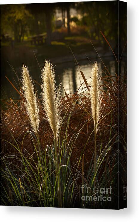Flora Canvas Print featuring the photograph Beautiful Pampas Grass by Robert Bales