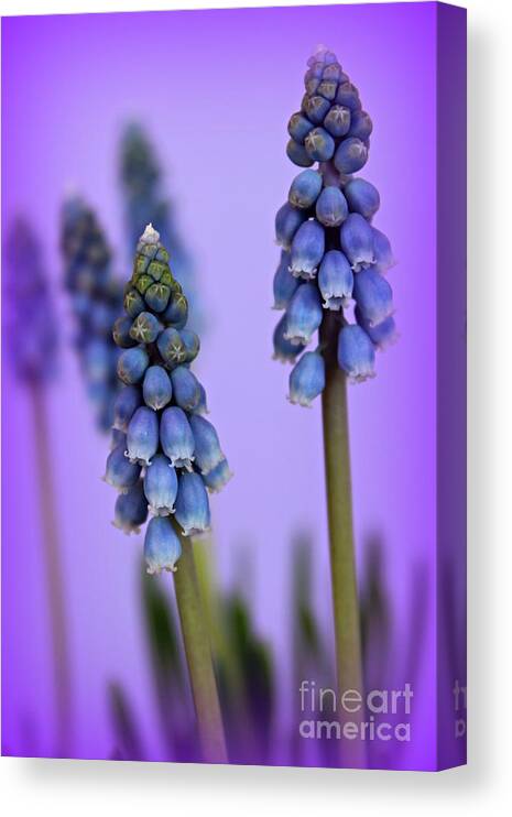 Grape Hyacinth Canvas Print featuring the photograph Beautiful Blue by Clare Bevan