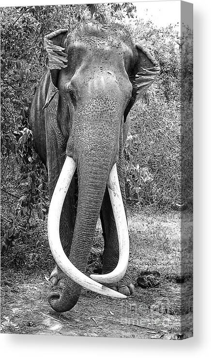 Elephant Canvas Print featuring the photograph Beautiful Elephant Black And White 25 by Boon Mee