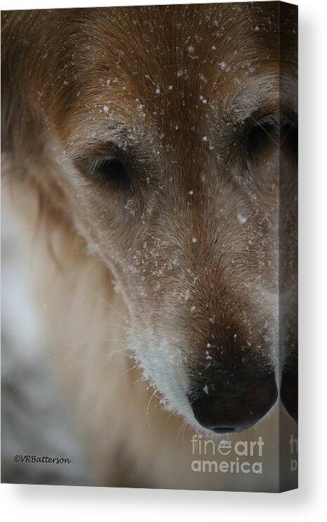 Dog Canvas Print featuring the photograph Beautiful Hound by Veronica Batterson