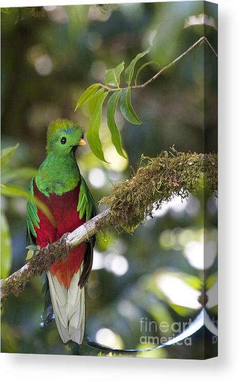 Bird Canvas Print featuring the photograph Beautiful Quetzal 1 by Heiko Koehrer-Wagner