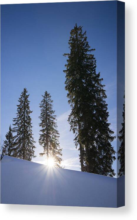 Trees Canvas Print featuring the photograph Beautiful trees on a sunny winter day by Matthias Hauser