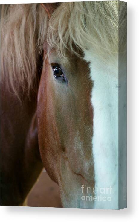 Horse Canvas Print featuring the photograph Beautiful Within Him Was The Spirit - 2 by Linda Shafer