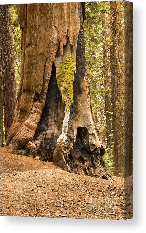 Giant Tree Trees Sequoia National Park California Parks Congress Trail Lightening Scar Burn Scars Odds And Ends Texture Textures Landscape Landscapes Canvas Print featuring the photograph Beautifully Aged by Bob Phillips