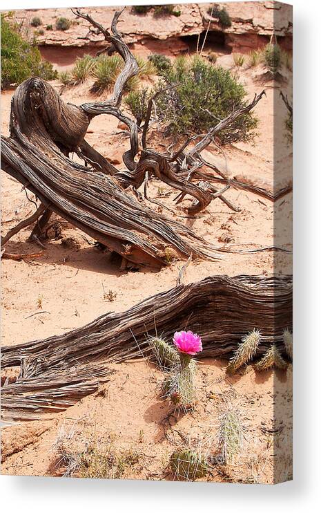 Utah Canvas Print featuring the photograph Beauty Blooming by Bob and Nancy Kendrick