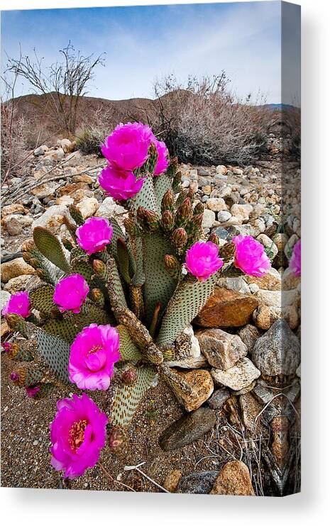 Anza-borrego Desert Canvas Print featuring the photograph Beavertail Blooms by Peter Tellone