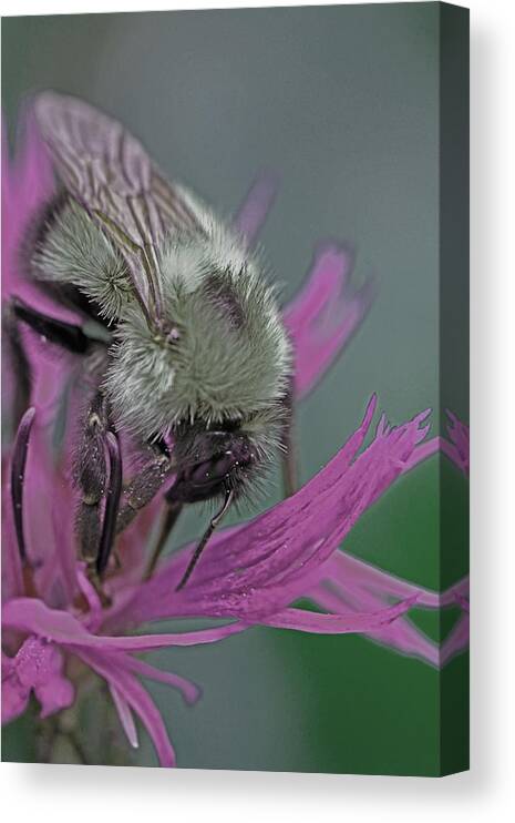 Insects Canvas Print featuring the photograph Bee Calm by Jennifer Robin