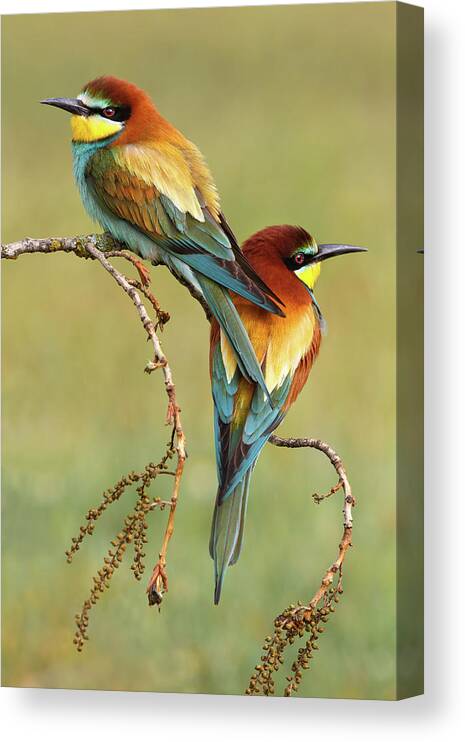Bee-eaters Canvas Print featuring the photograph Bee-eaters In Love by Mario Su?rez