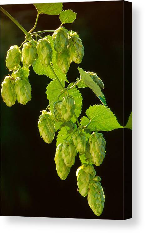 Series; Vertical; Outdoors; Day; Close-up; Part Of; Growth; Agriculture; Backlit; Branch; Green; Leaf; Hops; Plant; Beer Hops; Vibrant Color Canvas Print featuring the photograph Beer Hops by Anonymous