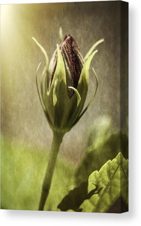Rose Canvas Print featuring the photograph Before Full Bloom by Carolyn Marshall