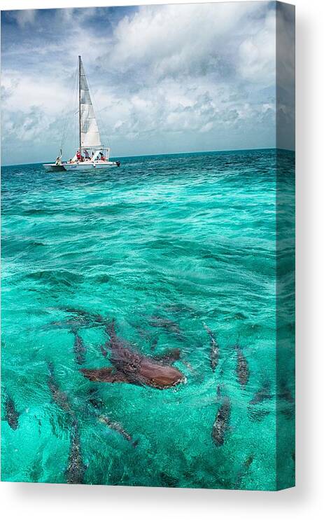 Shark Print Canvas Print featuring the photograph Belize Turquoise Shark n Sail by Kristina Deane