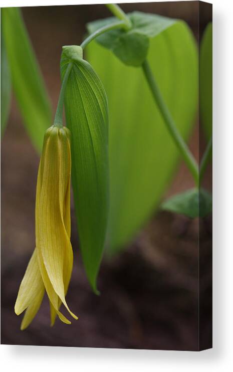 Bellwort Canvas Print featuring the photograph Bellwort Or Uvularia grandiflora by Daniel Reed